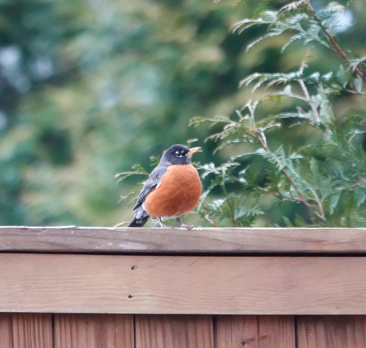 American Robin - ML631760921