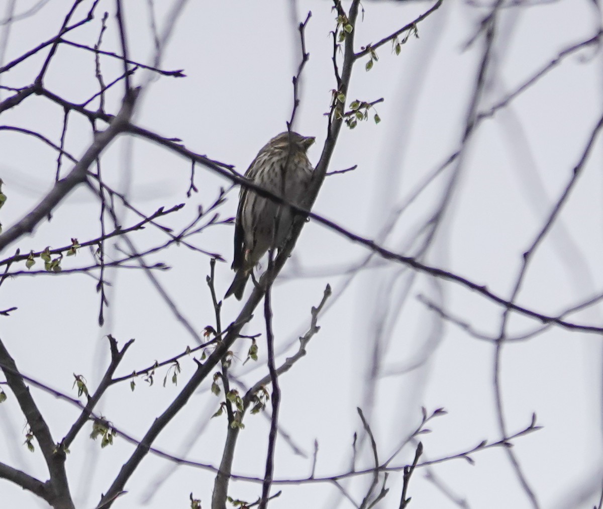 Purple Finch - ML631760926