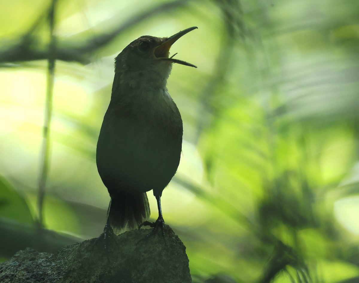 Nava's Wren - ML631760997