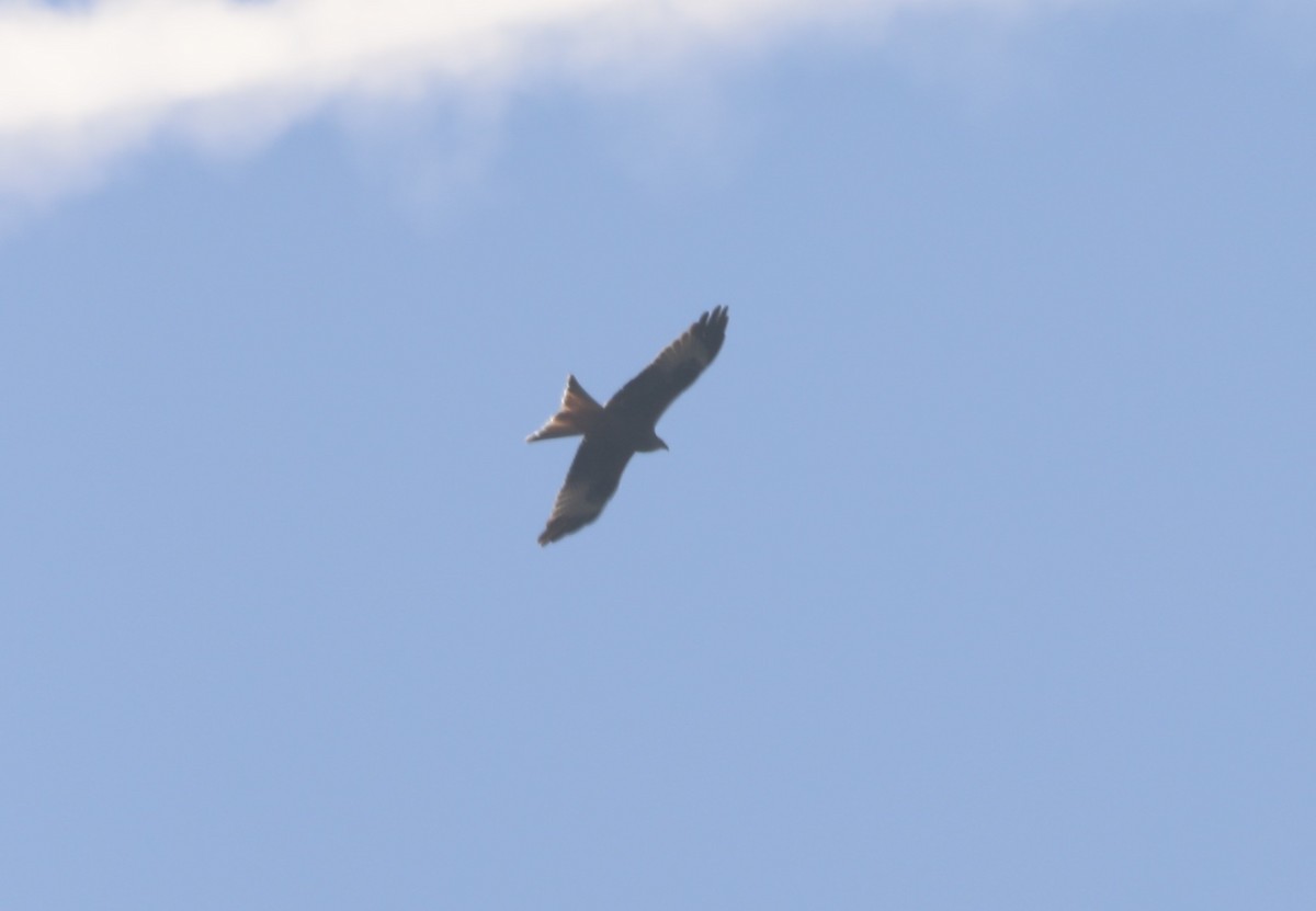 Red Kite - ML631761393