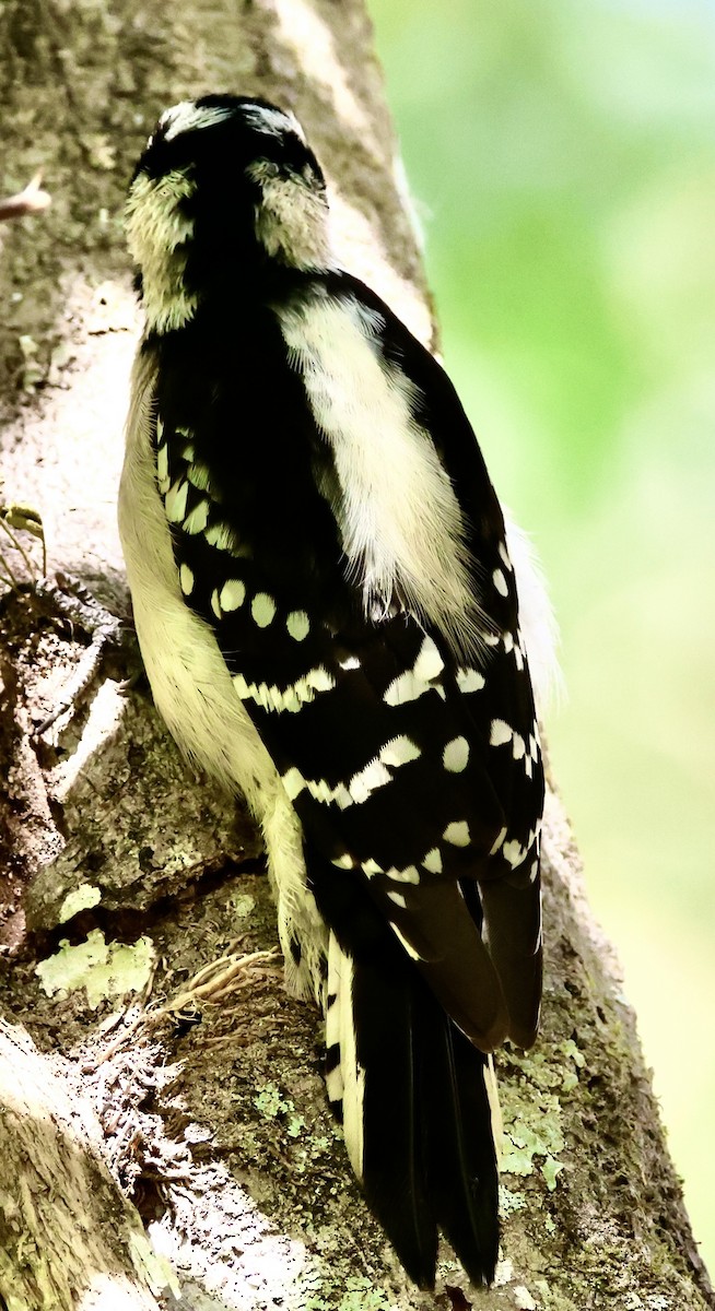 Downy Woodpecker - ML631761402