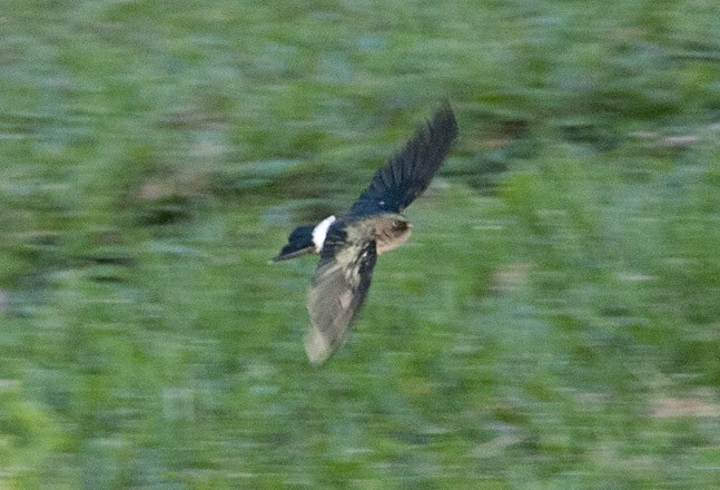 Satin Swiftlet - ML631761492