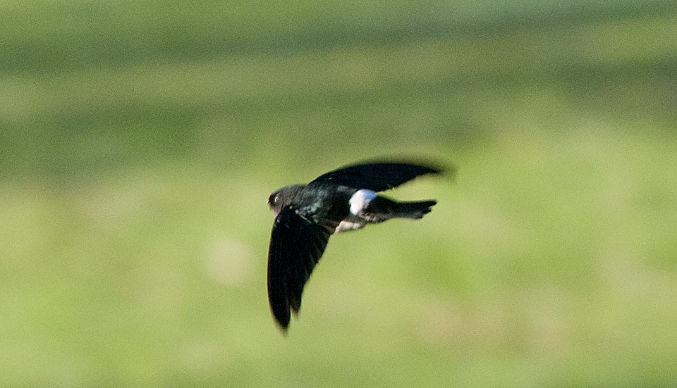 Satin Swiftlet - ML631761493