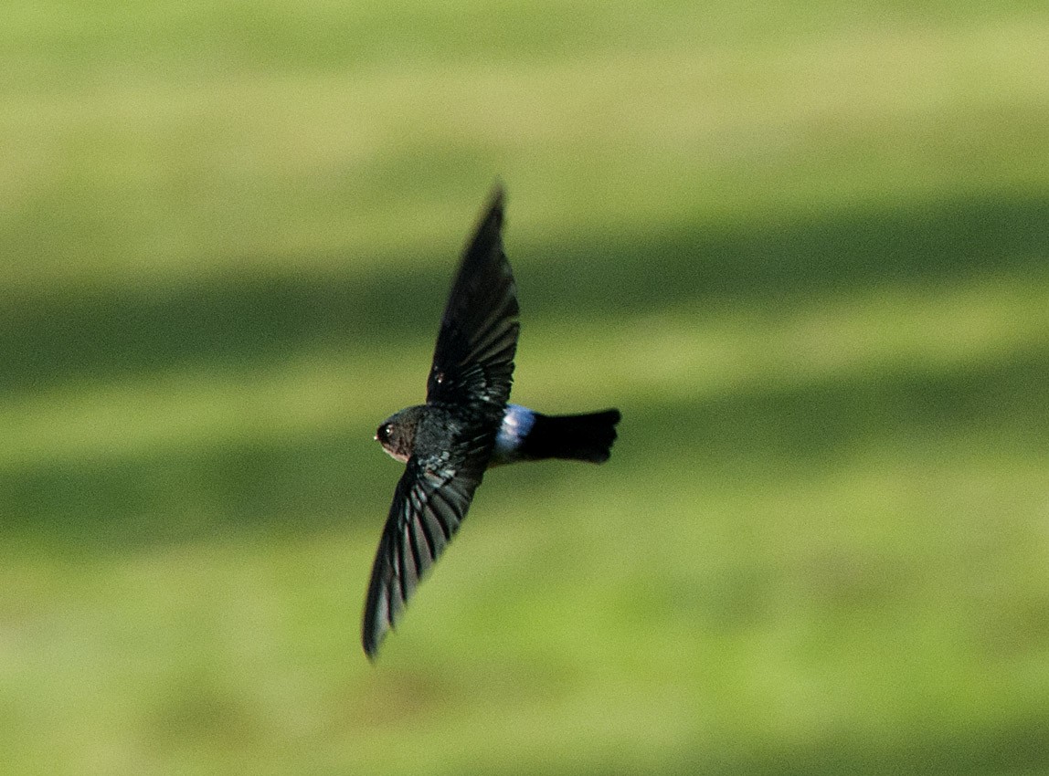 Satin Swiftlet - ML631761494