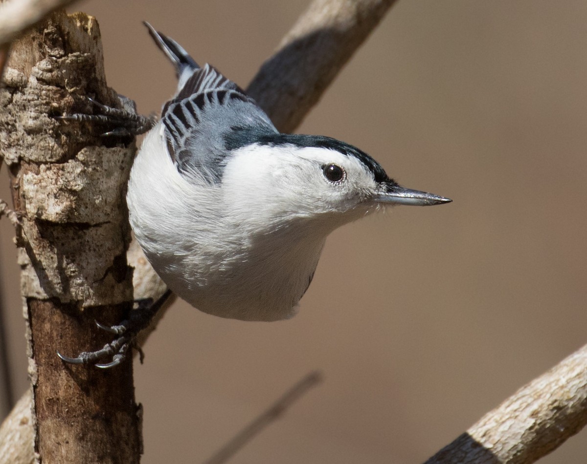White-breasted Nuthatch - ML631761645