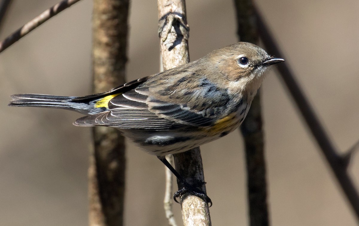 Yellow-rumped Warbler (Myrtle) - ML631761652