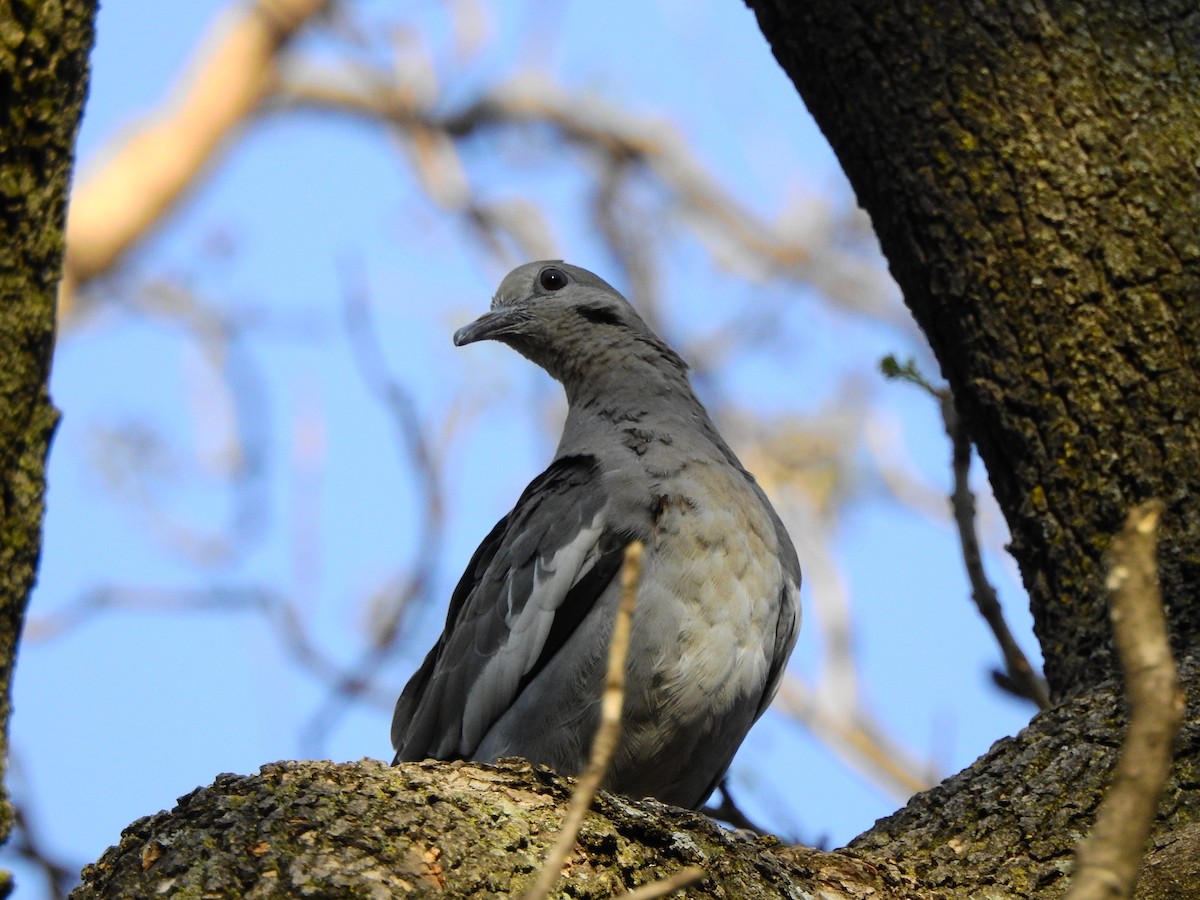 White-winged Dove - ML631761944