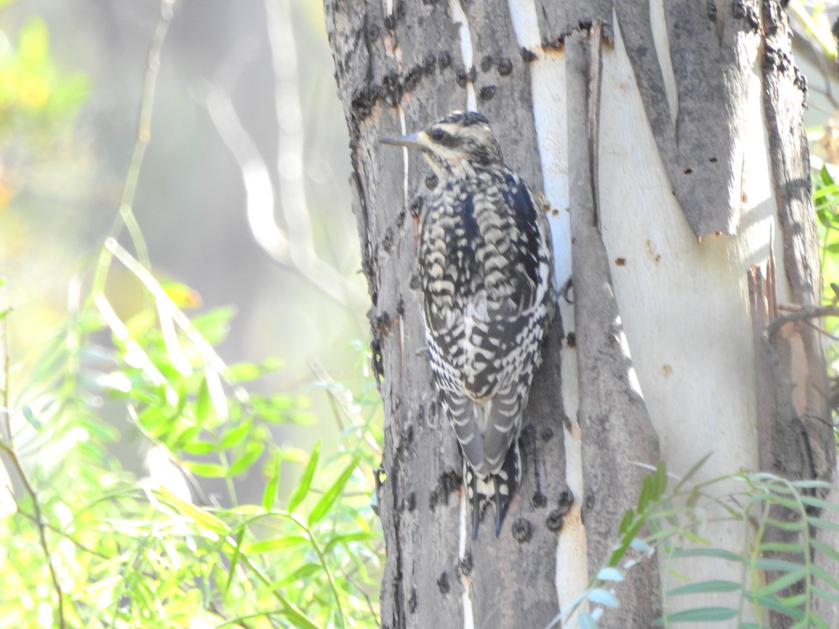 Yellow-bellied Sapsucker - ML631761981