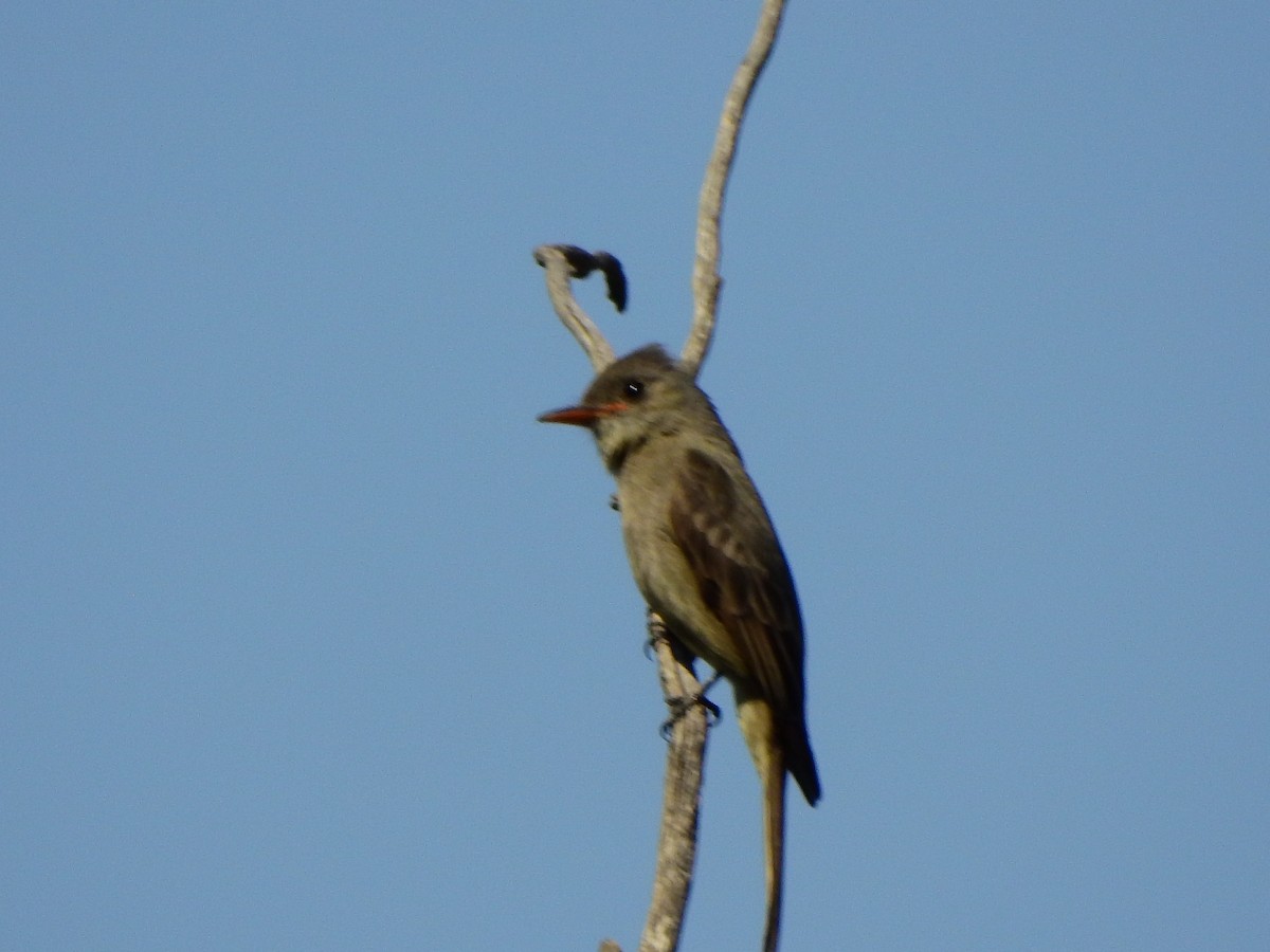Greater Pewee - ML631761994