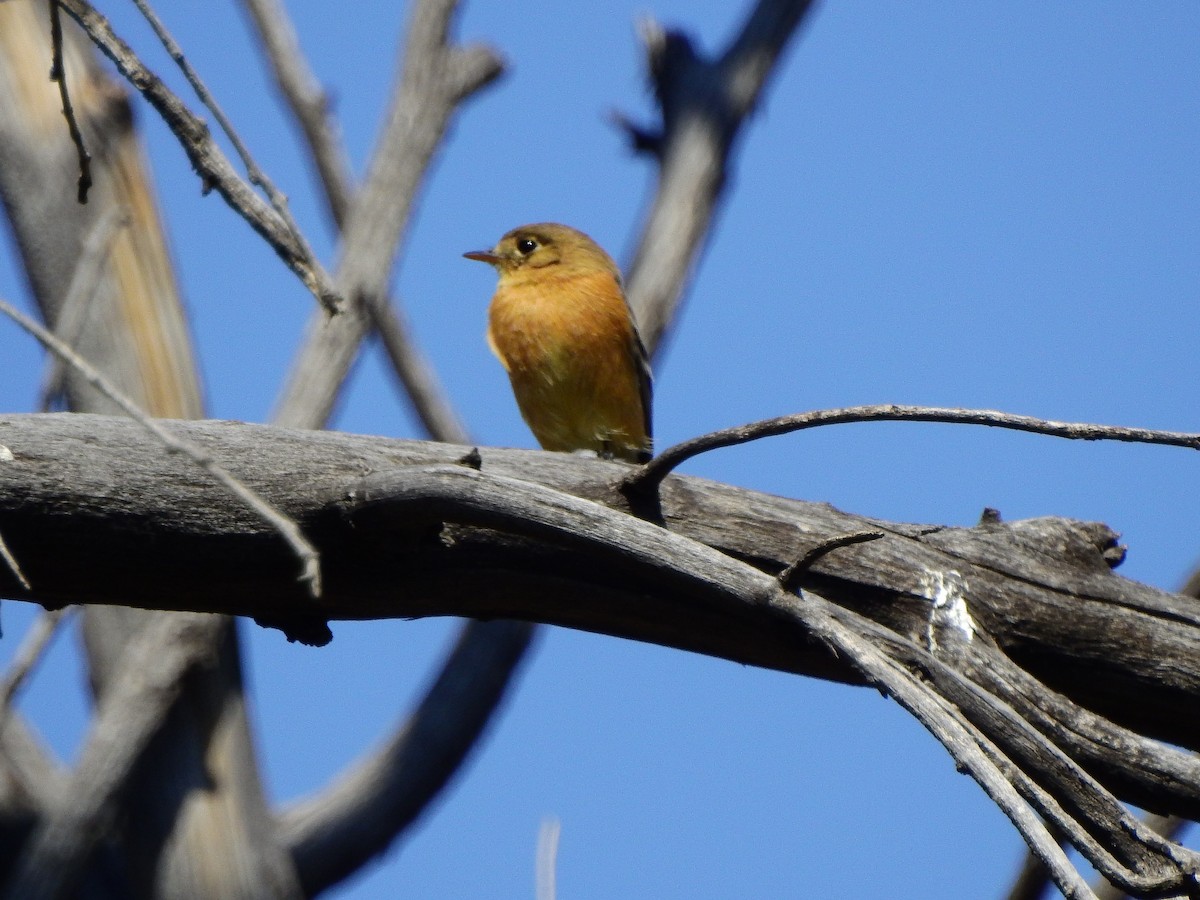 Buff-breasted Flycatcher - ML631762013