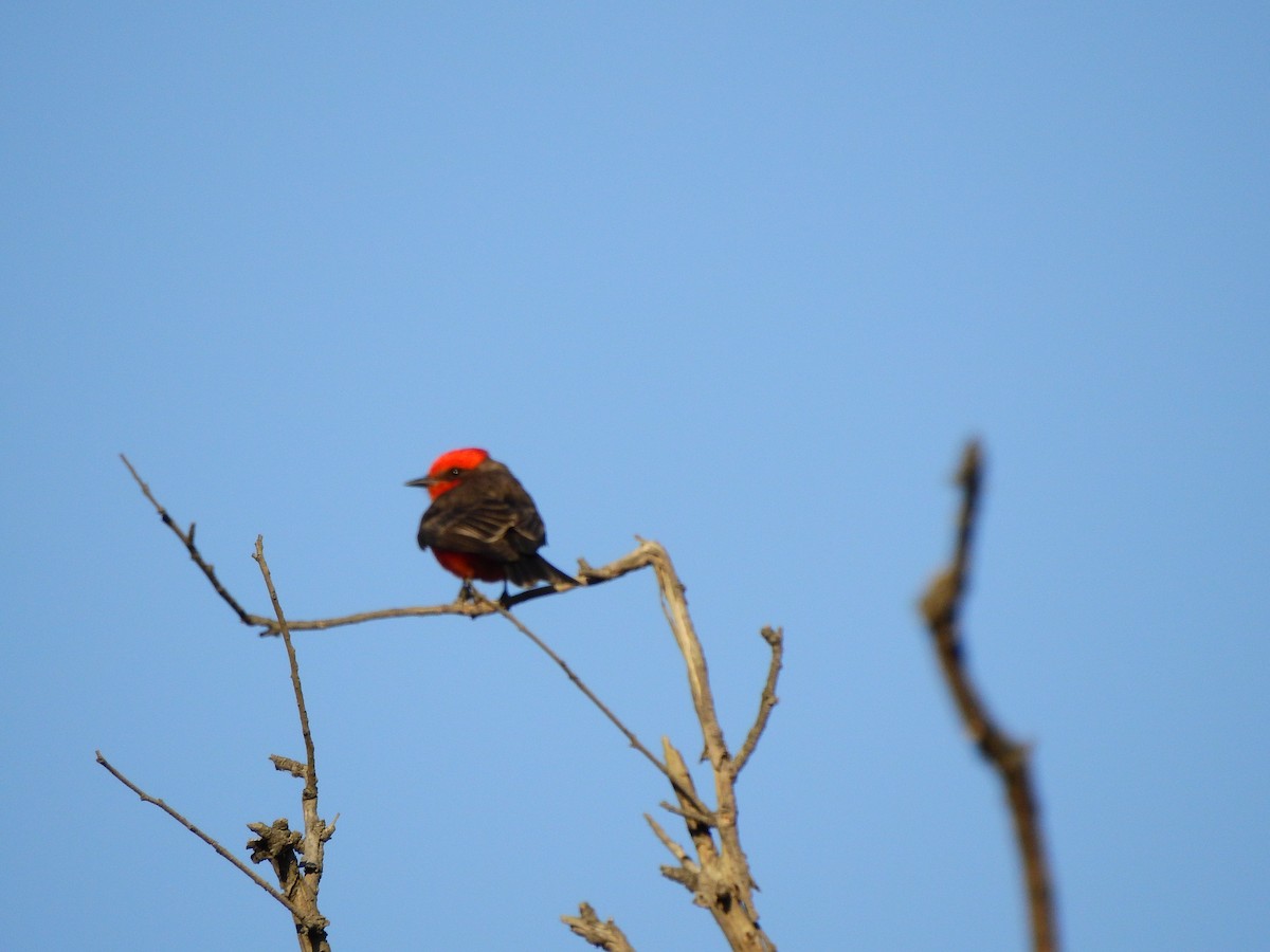 Vermilion Flycatcher - ML631762020