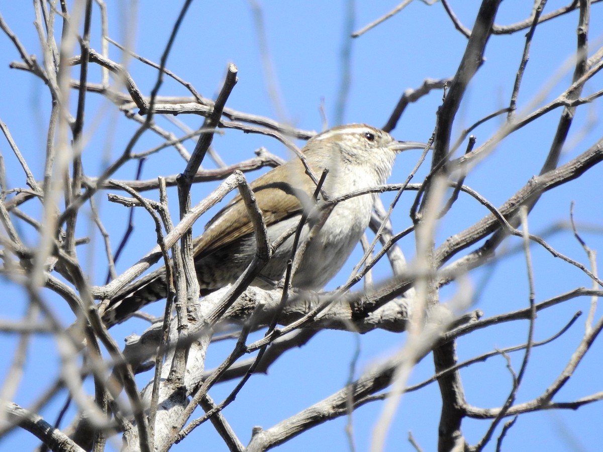 Bewick's Wren - ML631762043