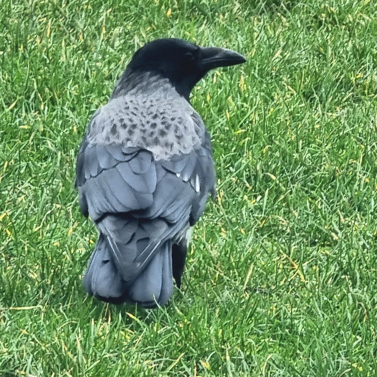Carrion x Hooded Crow (hybrid) - ML631762044