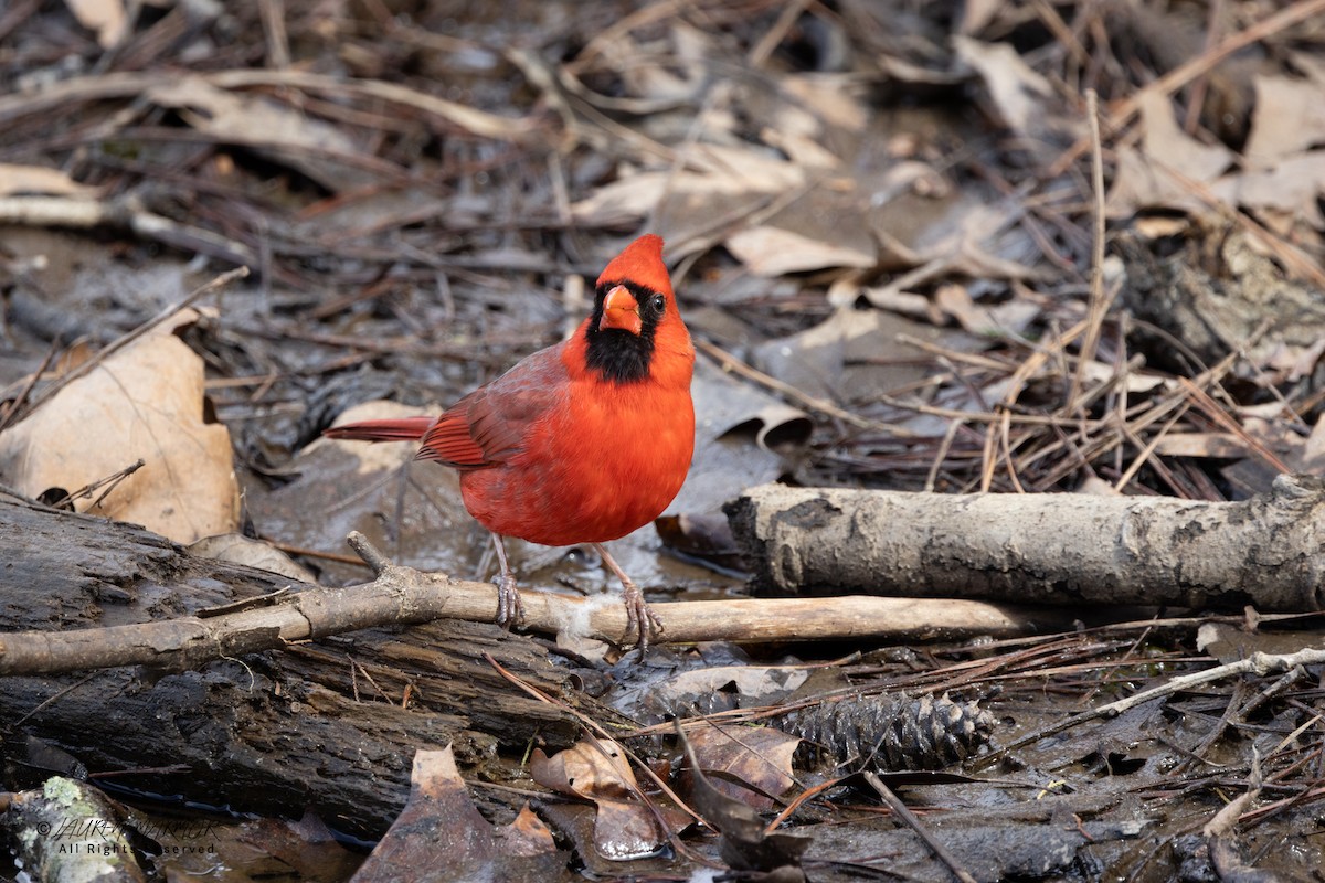 Northern Cardinal - ML631762069