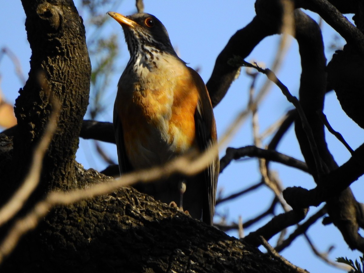 Rufous-backed Robin - ML631762103