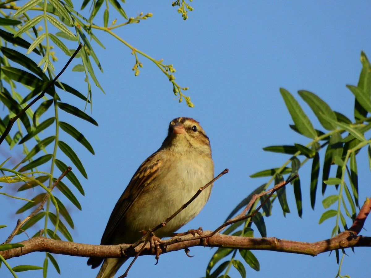 Chipping Sparrow - ML631762130