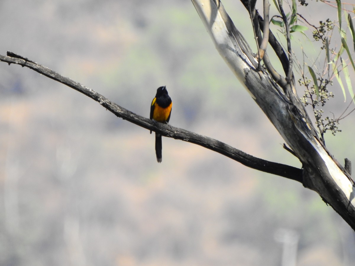 Black-vented Oriole - ML631762152
