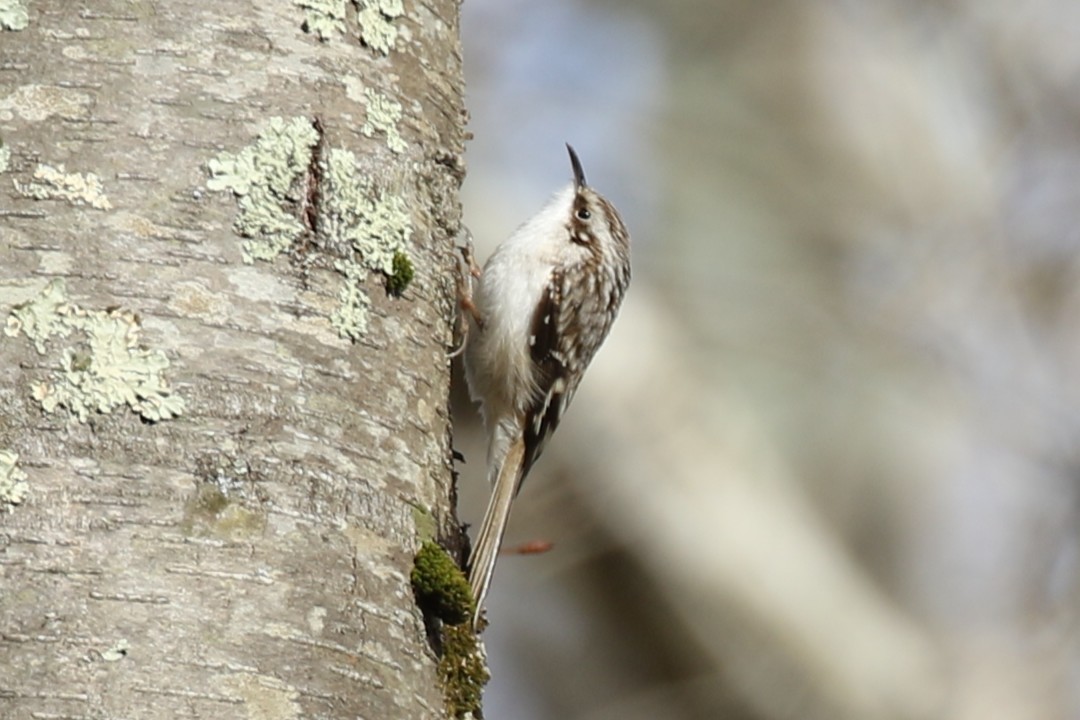 Brown Creeper - ML631762163