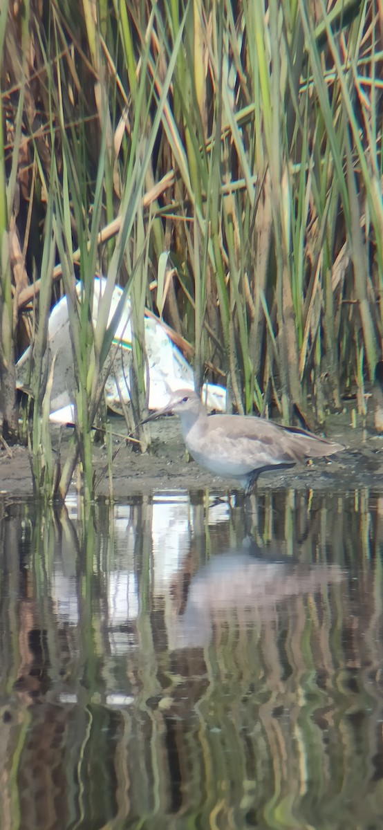 Willet - ML631762208