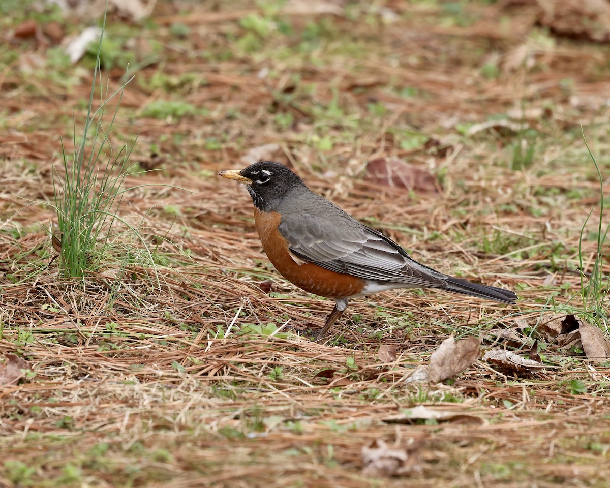 Zozo papargorria - ML631762370