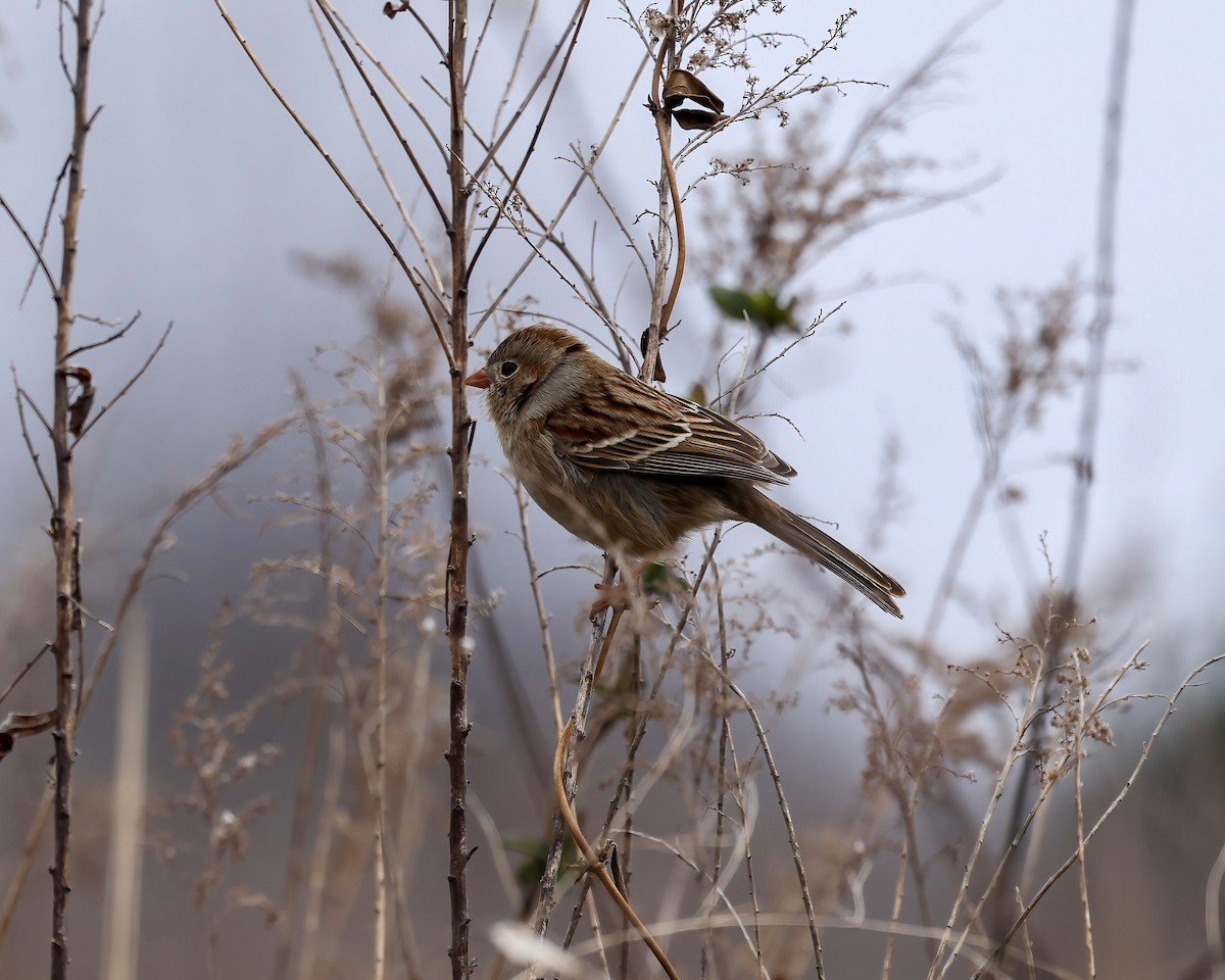 Field Sparrow - ML631762382