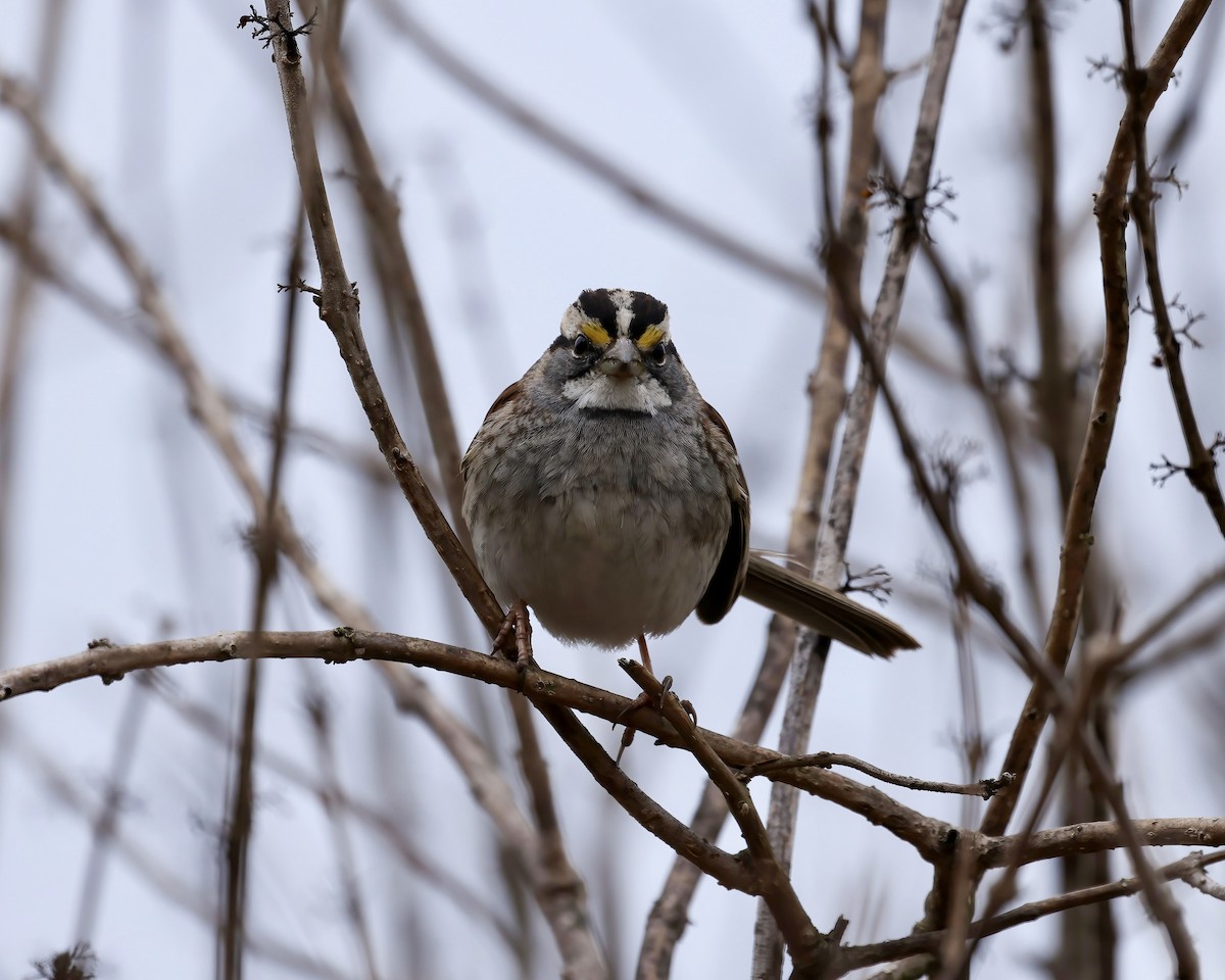 White-throated Sparrow - ML631762384
