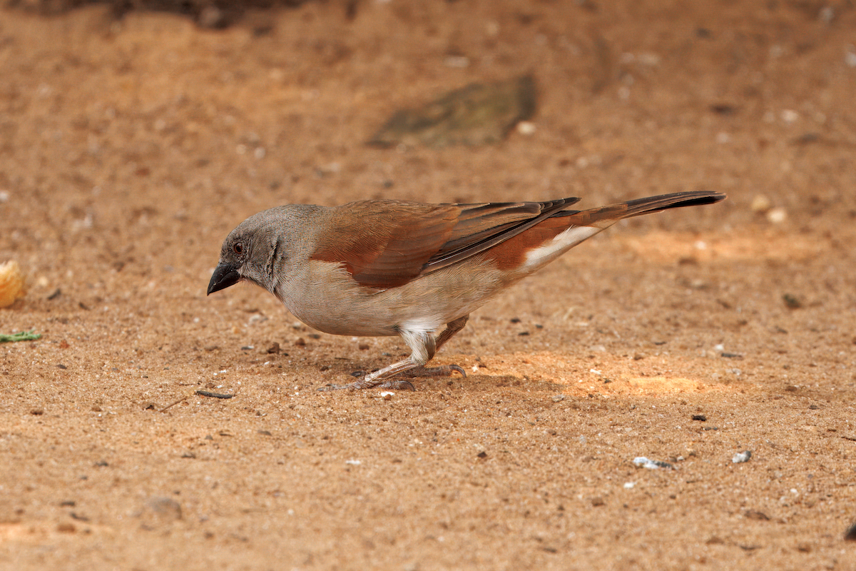 Northern Gray-headed Sparrow - ML631762449