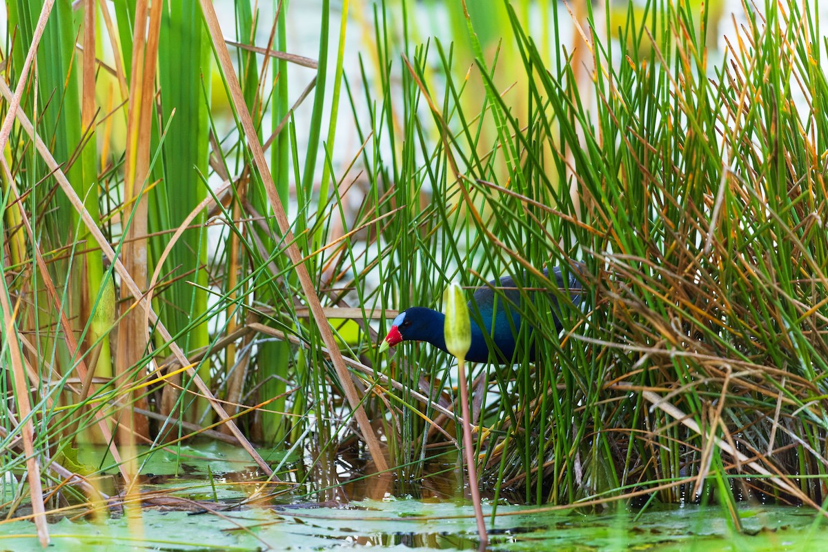 Purple Gallinule - ML631762564