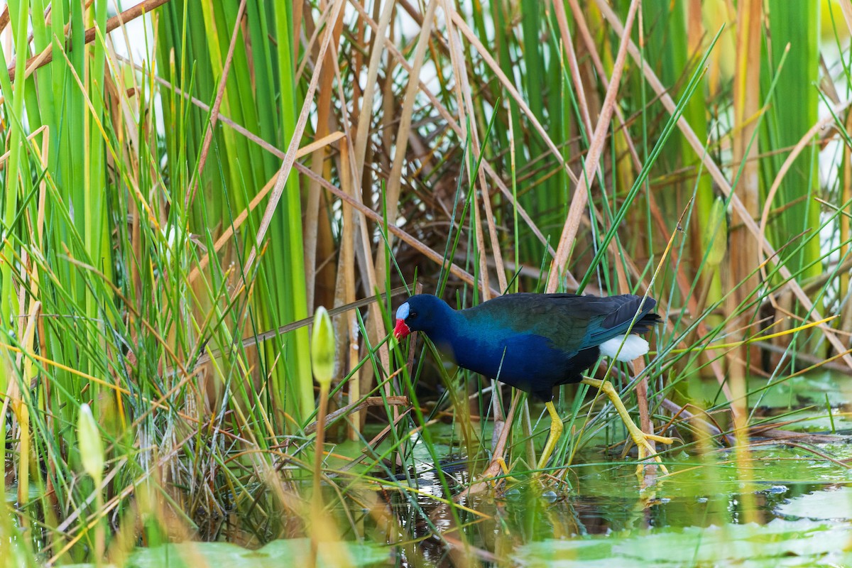 Purple Gallinule - ML631762565