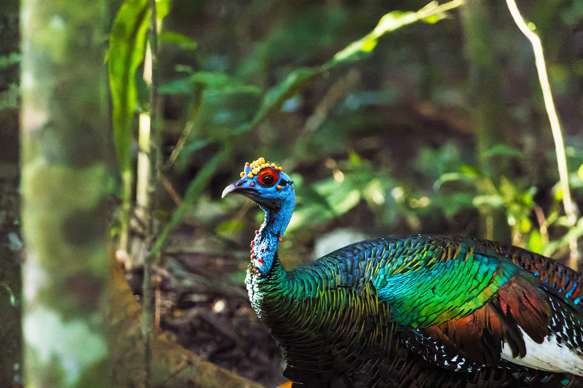 Ocellated Turkey - ML631762628