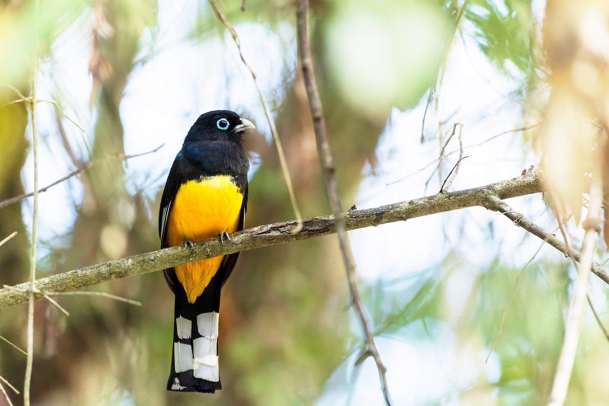 Black-headed Trogon - ML631762641