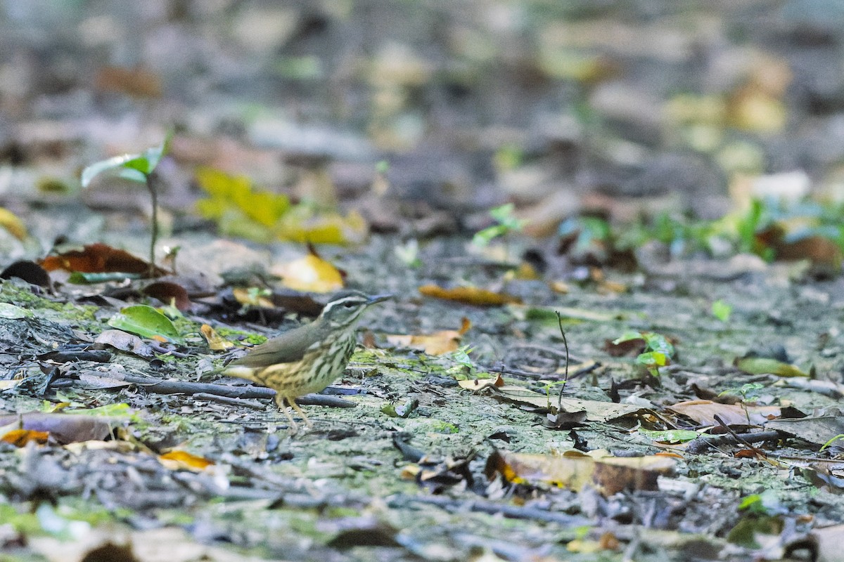 Louisiana Waterthrush - ML631762672