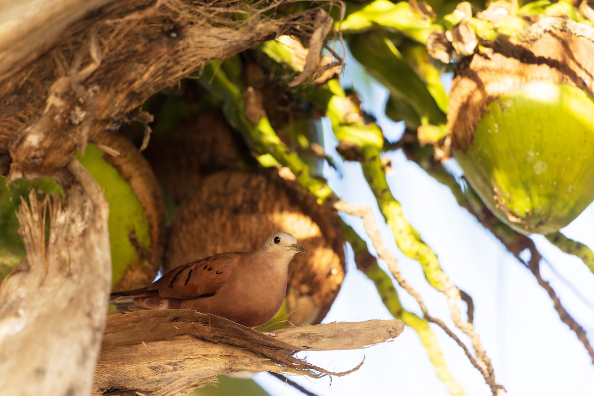Ruddy Ground Dove - ML631762709