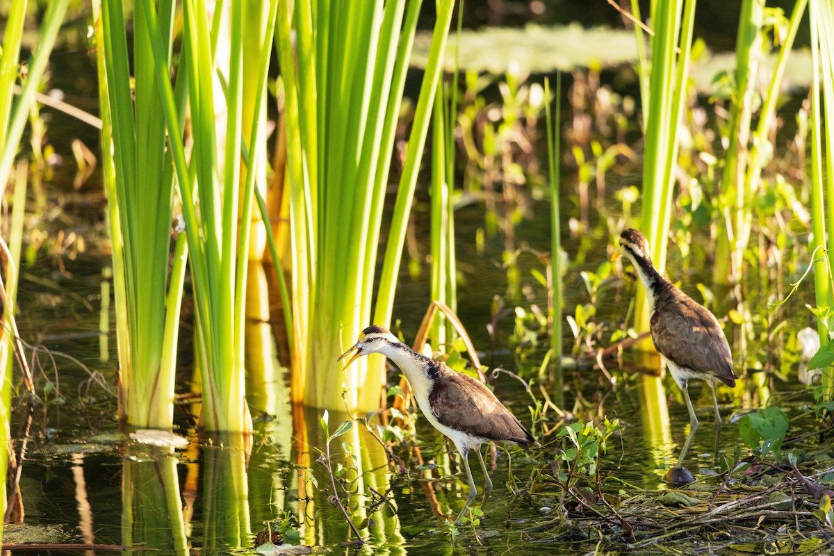 Northern Jacana - ML631762715