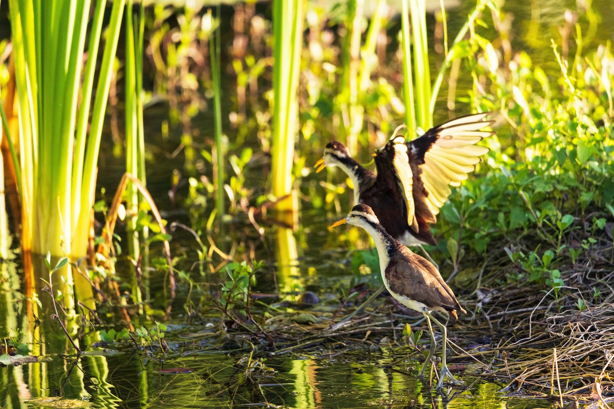Northern Jacana - ML631762716
