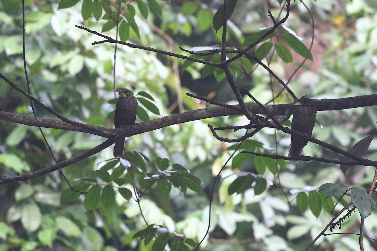 Western Bearded-Greenbul - ML631762761