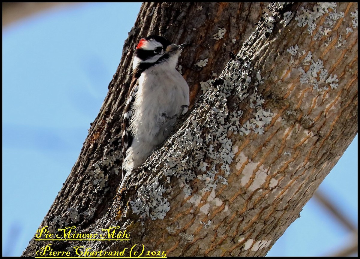 Downy Woodpecker - ML631762866