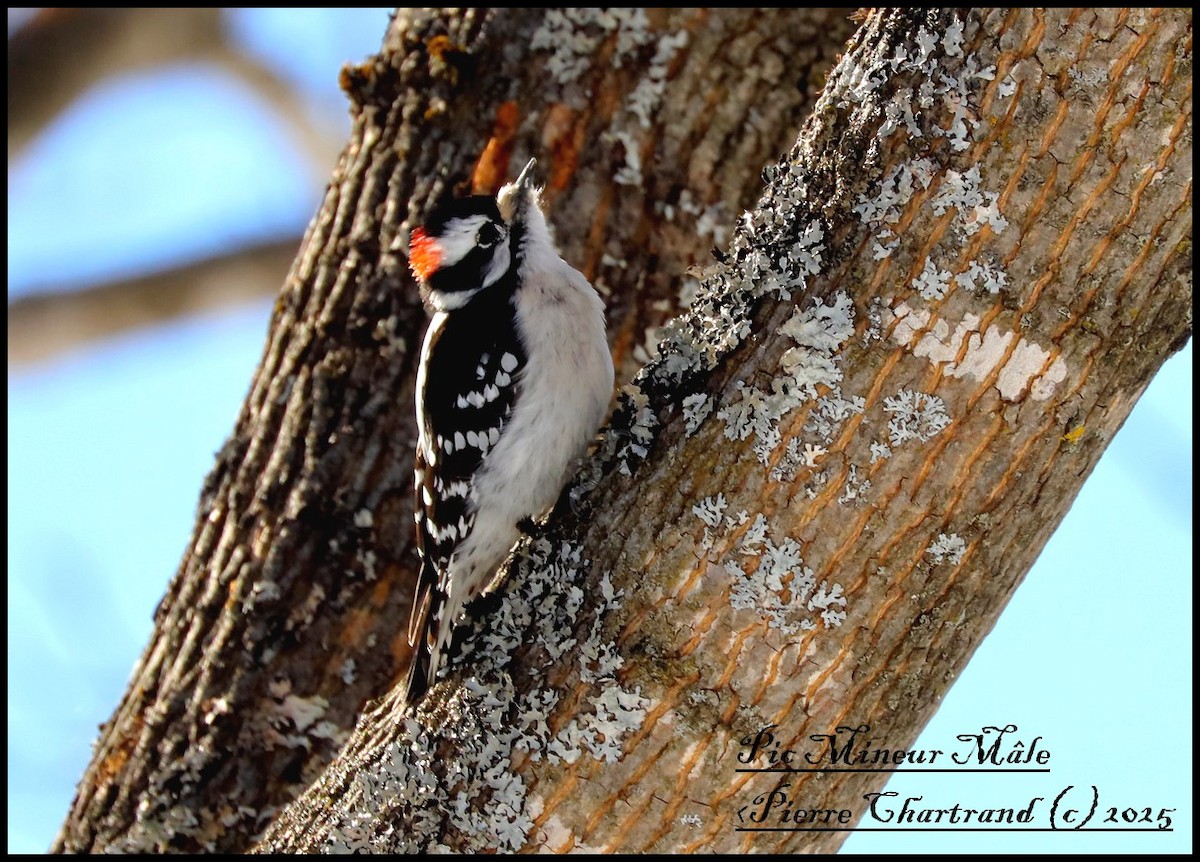 Downy Woodpecker - ML631762867