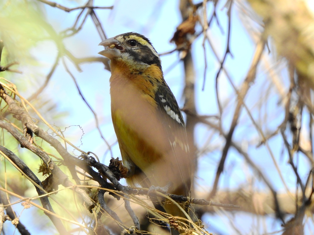 Black-headed Grosbeak - ML631762876