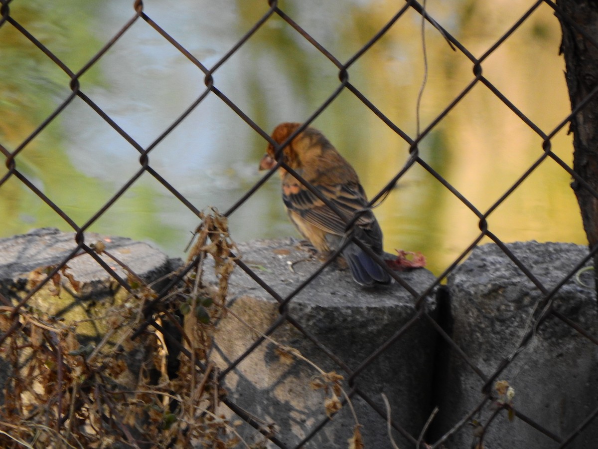 Blue Grosbeak - ML631762964