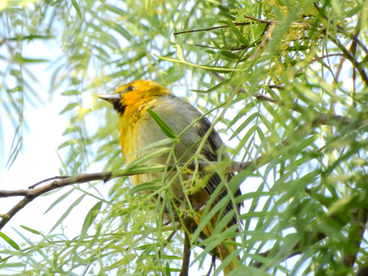 Bullock's Oriole - ML631762995