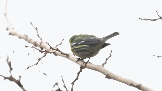 Townsend's Warbler - ML631763031