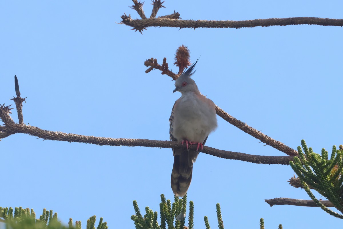 Crested Pigeon - ML631763078