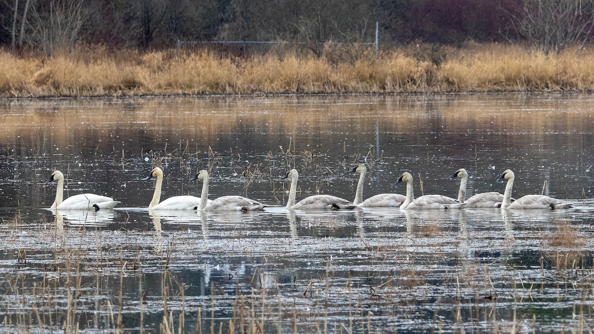 Trumpeter Swan - ML631763100