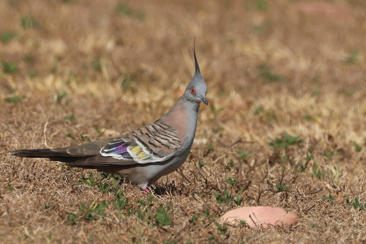 Crested Pigeon - ML631763101