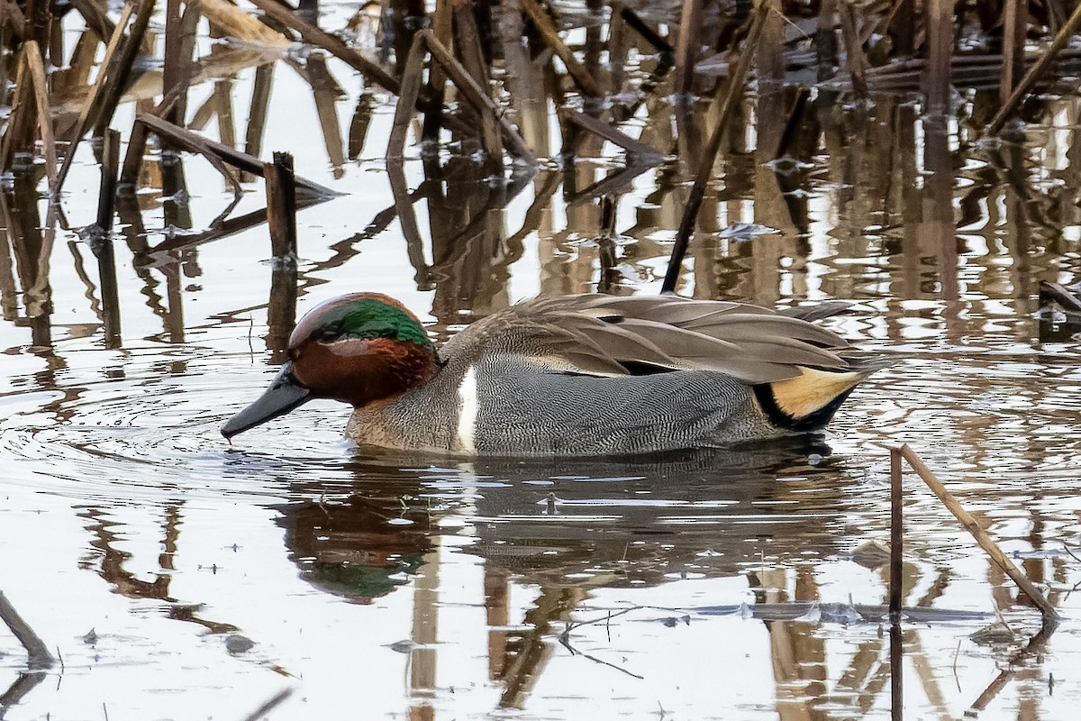 Green-winged Teal - ML631763108