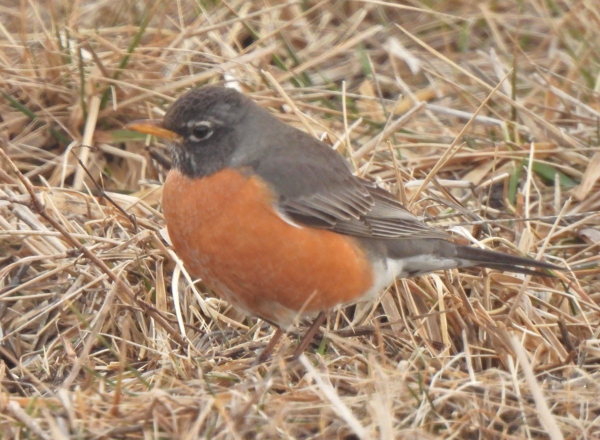 American Robin - ML631763136