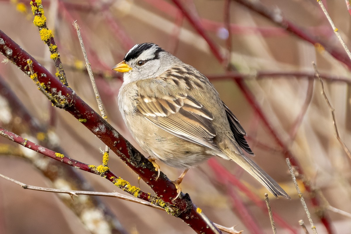 White-crowned Sparrow - ML631763137