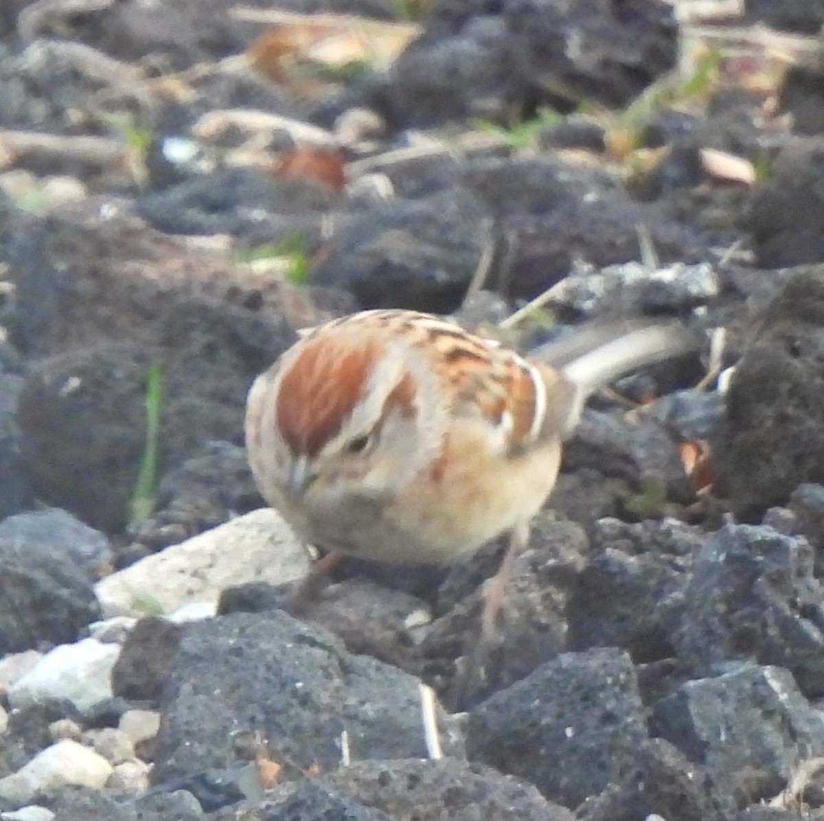 American Tree Sparrow - ML631763148