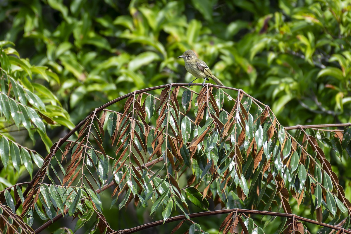 Olive-green Tyrannulet - ML631763153